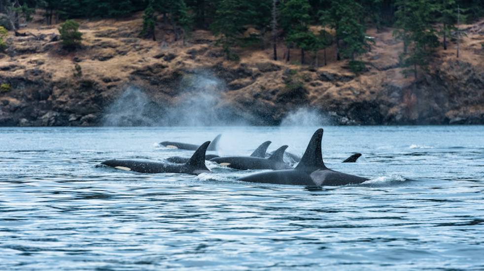 Orca whales